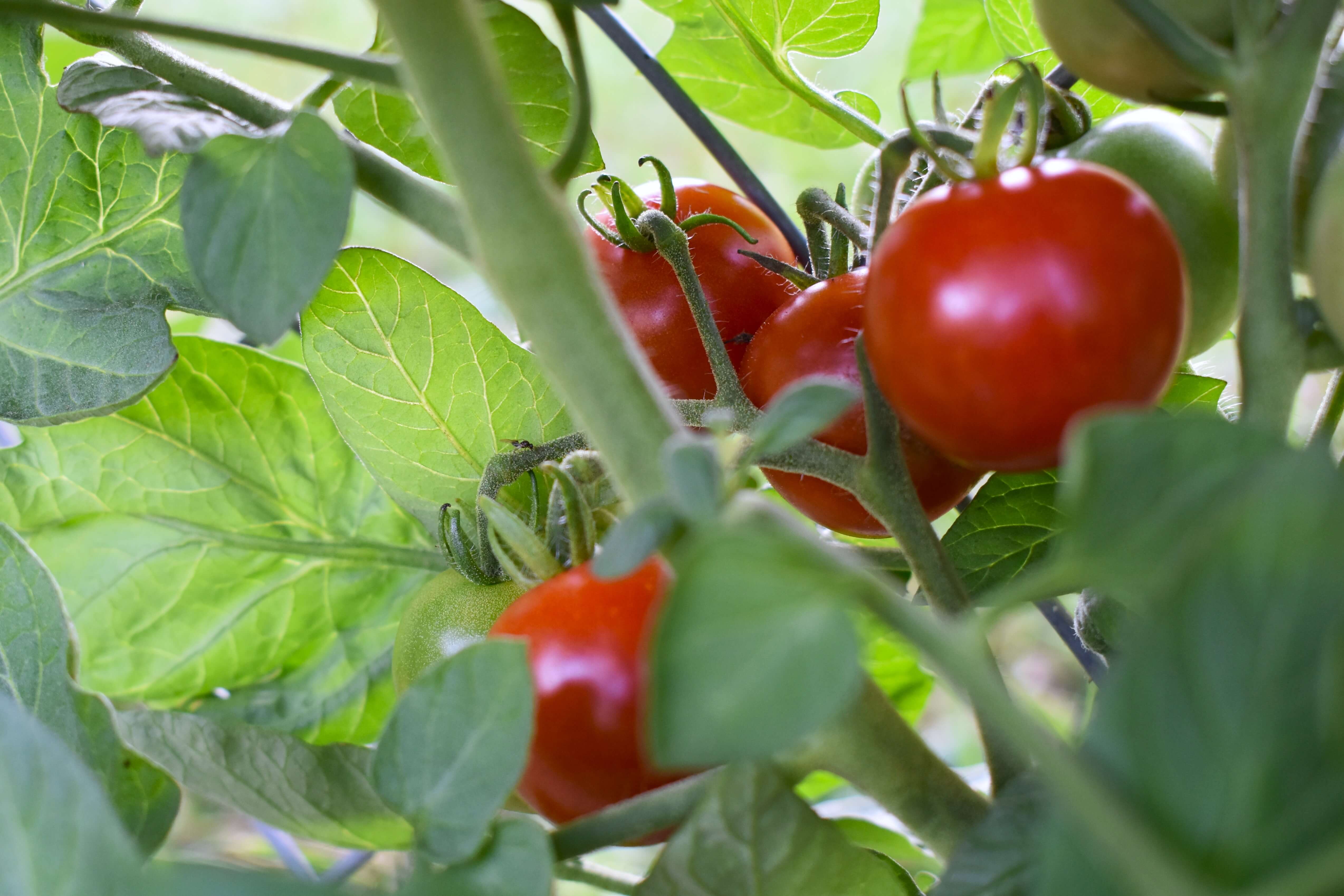 7 Reasons to Grow a Home Vegetable Garden (even if it’s just on your windowsill)